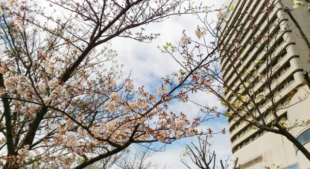 桜とビル